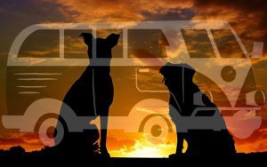 10 Destinos Pet Friendly Para Viajeros En Furgoneta