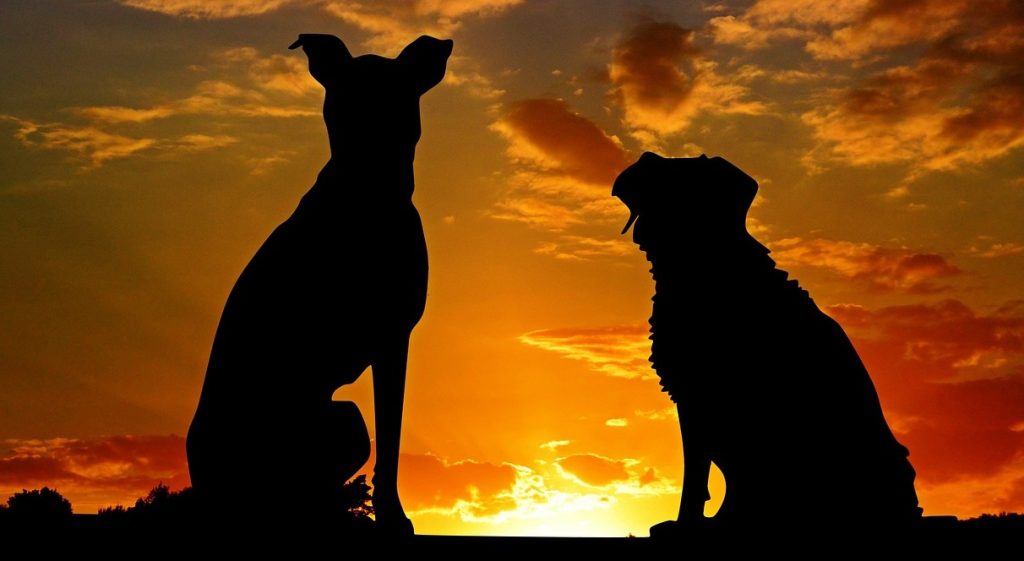 Pet Friendly En Furgoneta